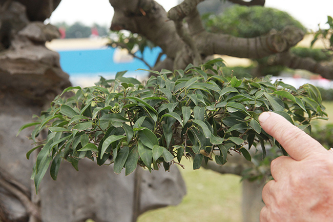 Kiệt tác sanh cổ thác đổ ngồi đá hiếm có của đại gia Phú Thọ-8