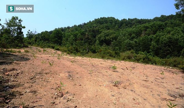 Công ty TNHH Ba Vàng Quảng Nam đã bị thu hồi giấy phép-3