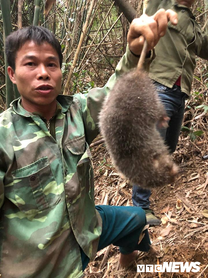 Kỳ thú chuyện săn lùng loài chuột khổng lồ trong rừng tây Yên Tử-3