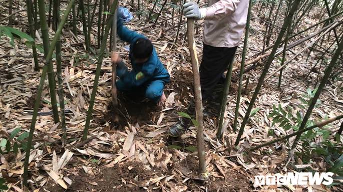 Kỳ thú chuyện săn lùng loài chuột khổng lồ trong rừng tây Yên Tử-4