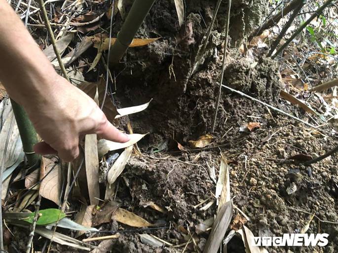 Kỳ thú chuyện săn lùng loài chuột khổng lồ trong rừng tây Yên Tử-5