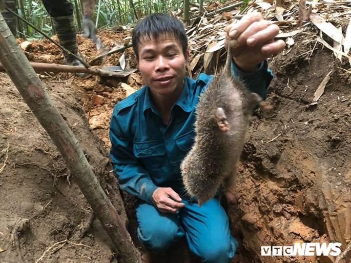 Kỳ thú chuyện săn lùng loài chuột khổng lồ trong rừng tây Yên Tử-6