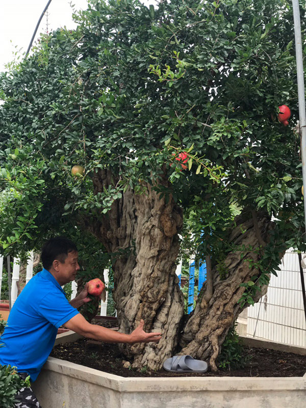 Thạch lựu hoàng đế” lớn nhất thế giới, trả 3,2 tỷ không bán-1