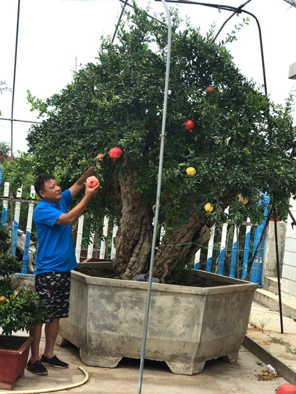 Thạch lựu hoàng đế” lớn nhất thế giới, trả 3,2 tỷ không bán-3