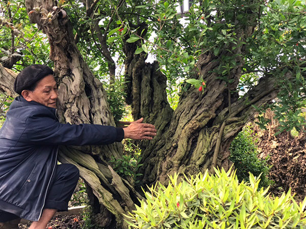 Thạch lựu hoàng đế” lớn nhất thế giới, trả 3,2 tỷ không bán-4