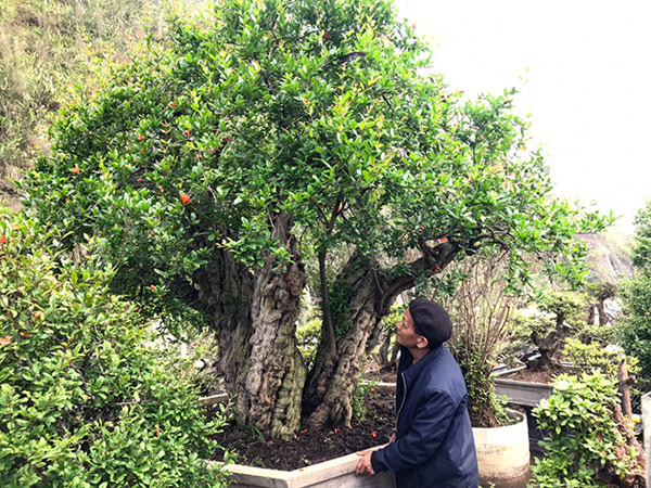 Thạch lựu hoàng đế” lớn nhất thế giới, trả 3,2 tỷ không bán-5