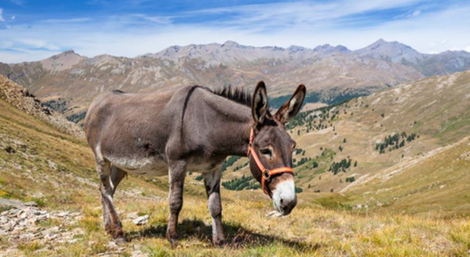 Câu chuyện xúc động của Tiến sĩ trẻ: Nếu nghèo đói là trường đại học tốt nhất, thì người mẹ nông dân của tôi chính là người thầy giáo giỏi nhất của đời tôi-2