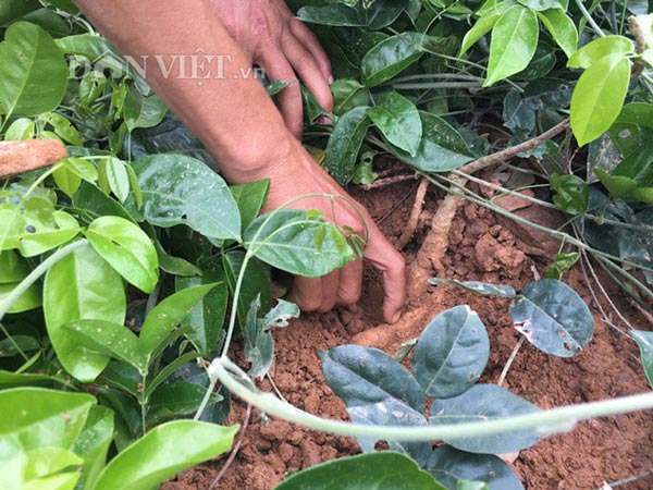 Thực hư sâm tiên núi Dành quý tới mức chữa mù lòa, giá 2 triệu/kg-2