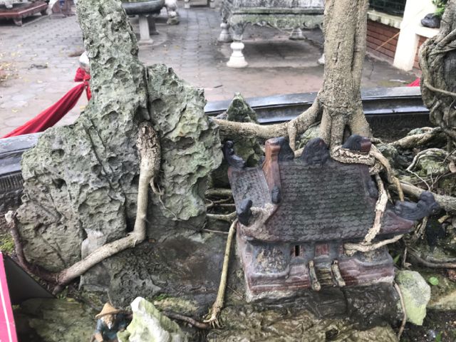 Chiêm ngưỡng cây sanh hàng trăm tuổi có giá triệu đô ở Hưng Yên-12