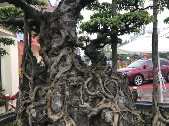 Chiêm ngưỡng cây sanh hàng trăm tuổi có giá triệu đô ở Hưng Yên-3