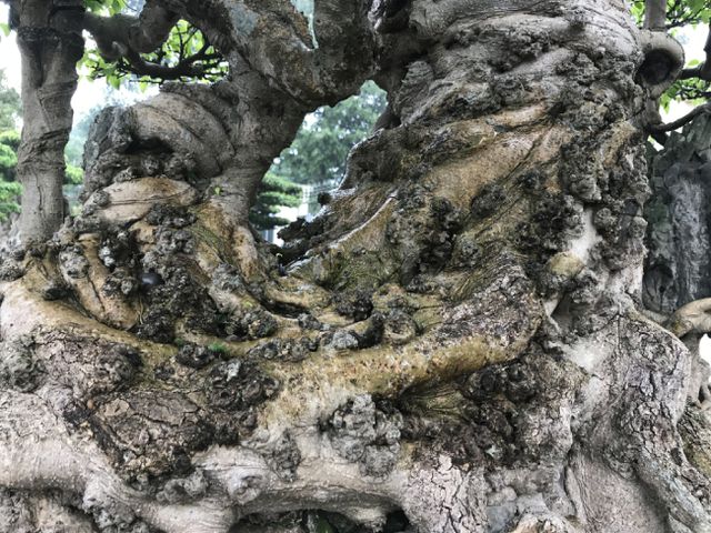 Chiêm ngưỡng cây sanh hàng trăm tuổi có giá triệu đô ở Hưng Yên-4