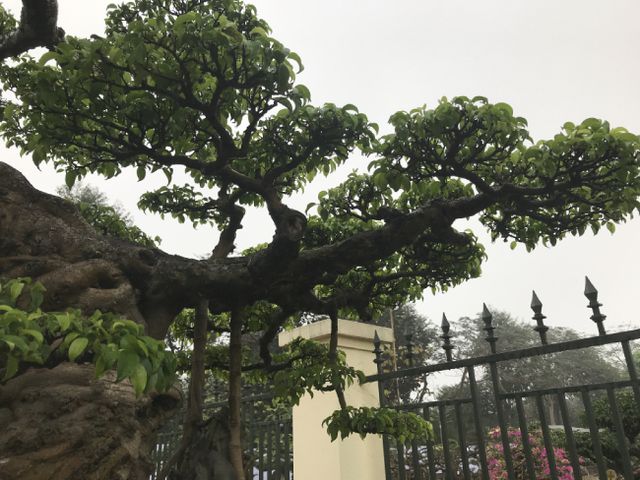 Chiêm ngưỡng cây sanh hàng trăm tuổi có giá triệu đô ở Hưng Yên-6