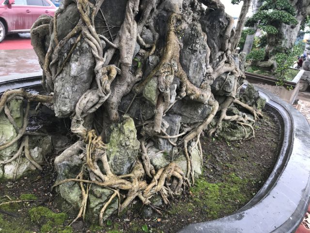 Chiêm ngưỡng cây sanh hàng trăm tuổi có giá triệu đô ở Hưng Yên-8