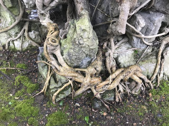 Chiêm ngưỡng cây sanh hàng trăm tuổi có giá triệu đô ở Hưng Yên-9