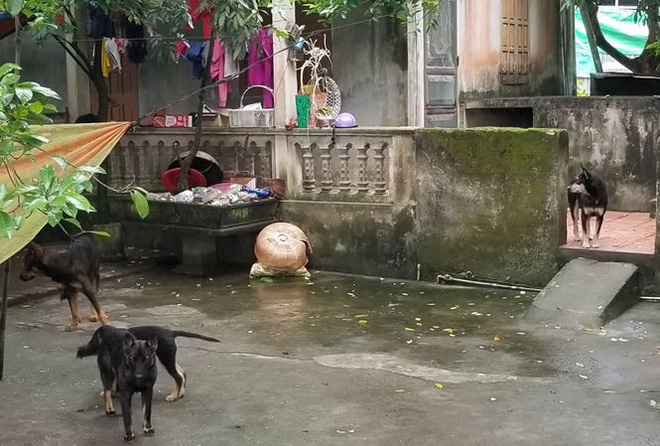 Vụ đàn chó cắn bé trai 7 tuổi tử vong: Lời kể hãi hùng của 1 nạn nhân từng may mắn thoát chết-1