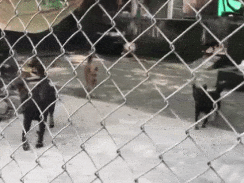 Nỗi đau của bố bé trai bị đàn chó cắn tử vong: Con tôi sợ chó lắm, mọi ngày có chị nó ra đón, hôm qua chưa kịp ra thì...-6