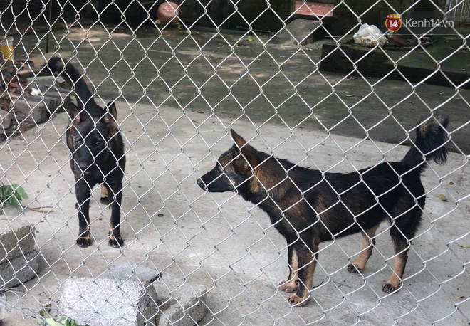 Nỗi đau của bố bé trai bị đàn chó cắn tử vong: Con tôi sợ chó lắm, mọi ngày có chị nó ra đón, hôm qua chưa kịp ra thì...-2