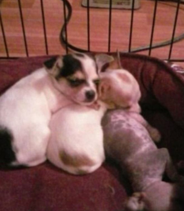 Vợ bầu la hét trong vũng máu rằng con bị rơi xuống cống nhà vệ sinh, chồng hoảng loạn gọi cấp cứu nhưng bác sĩ tuyên bố sự thật gây sốc-3