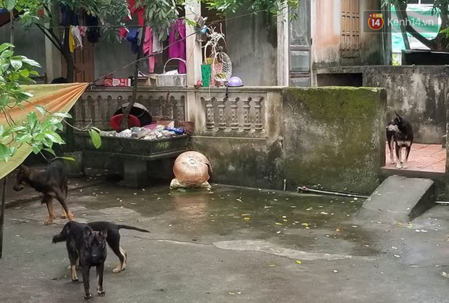 Luật sư: Chủ của đàn chó cắn tử vong bé trai 7 tuổi có thể đối mặt mức án 3 năm tù-5