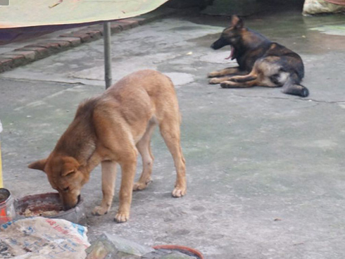 Chủ đàn chó cắn bé trai 7 tuổi tử vong lao ra khỏi nhà uy hiếp, chửi bới phóng viên-4