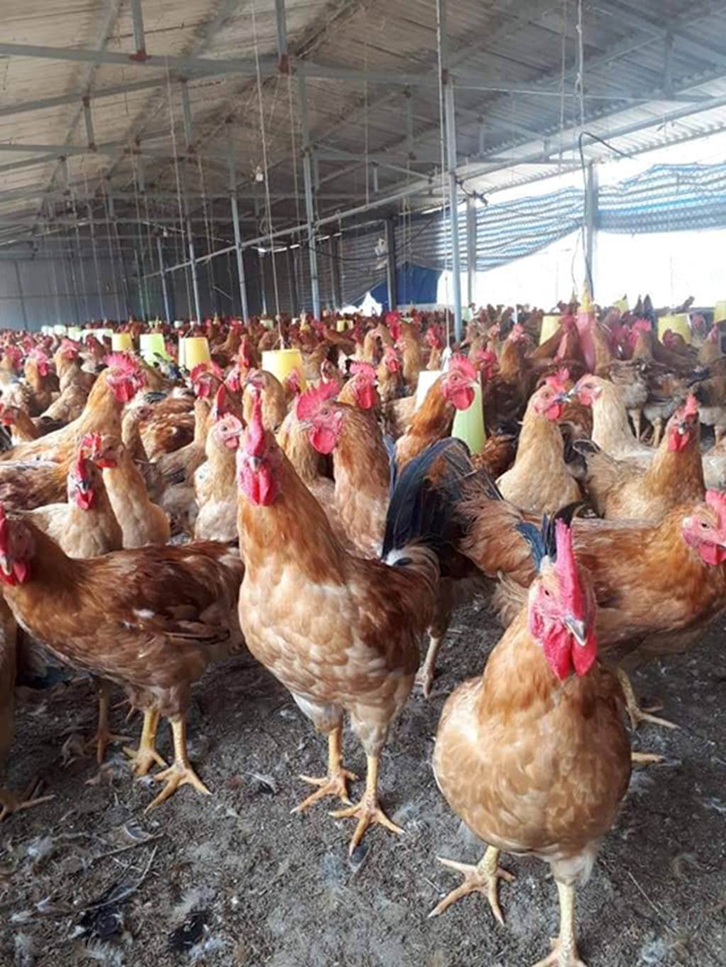 9X thôi lang thang về làng nuôi bạt ngàn gà trên cát, lãi 25 triệu/tháng-3