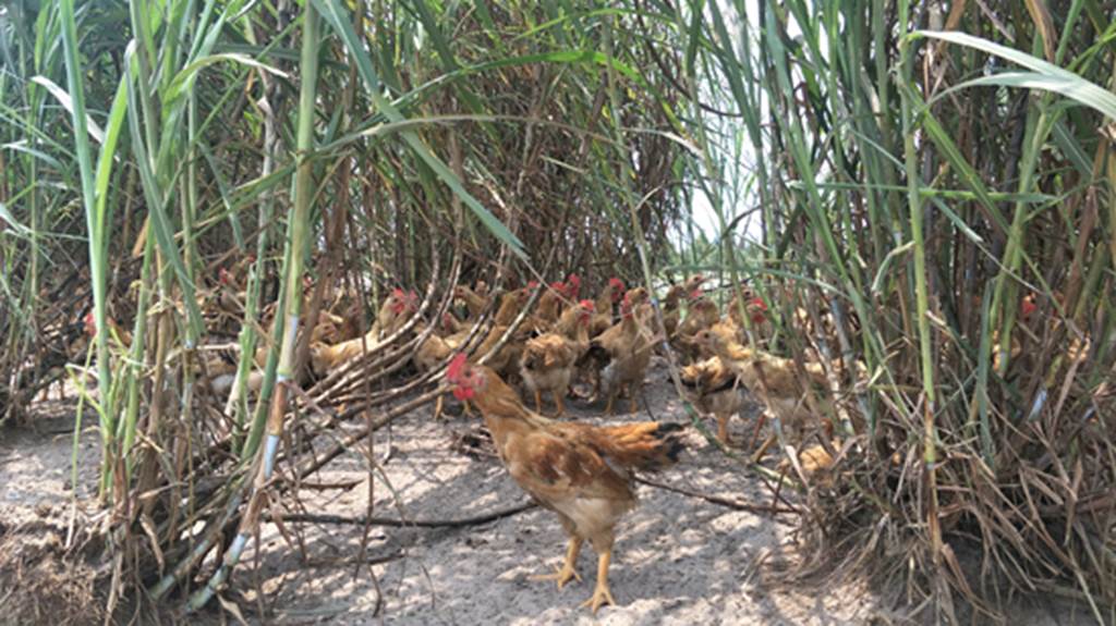 9X thôi lang thang về làng nuôi bạt ngàn gà trên cát, lãi 25 triệu/tháng-5