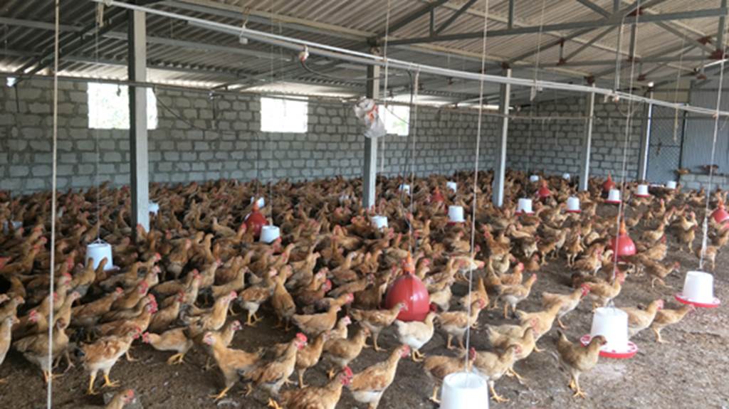 9X thôi lang thang về làng nuôi bạt ngàn gà trên cát, lãi 25 triệu/tháng-6