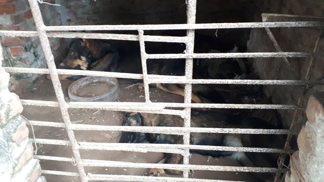 Chủ đàn chó cắn bé trai 7 tuổi tử vong: Nuôi chó để vui cửa vui nhà, sự việc xảy ra tôi cũng ân hận lắm-1