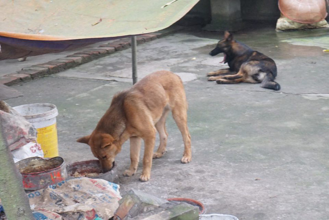 Chủ đàn chó cắn bé trai 7 tuổi tử vong: Nuôi chó để vui cửa vui nhà, sự việc xảy ra tôi cũng ân hận lắm-4