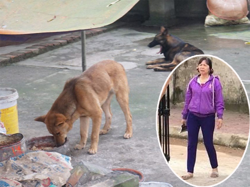 Chủ đàn chó cắn bé trai 7 tuổi tử vong ở Hưng Yên nói coi cháu bé như con cái trong nhà-3