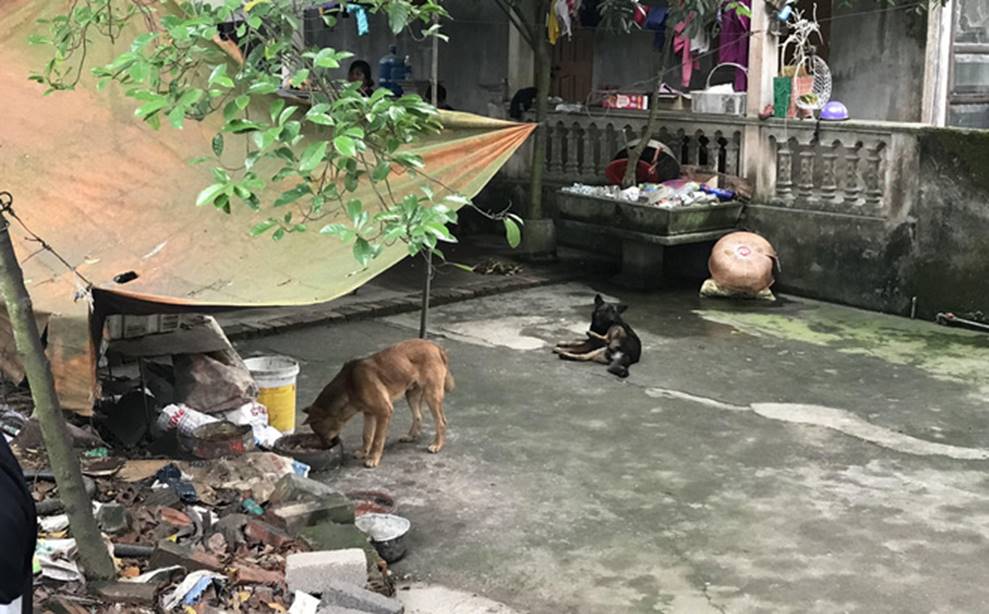 Chủ đàn chó cắn bé trai 7 tuổi tử vong ở Hưng Yên nói coi cháu bé như con cái trong nhà-1