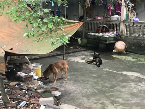 Chuyển đàn chó cắn chết cháu bé 7 tuổi ở Hưng Yên về trụ sở công an-2