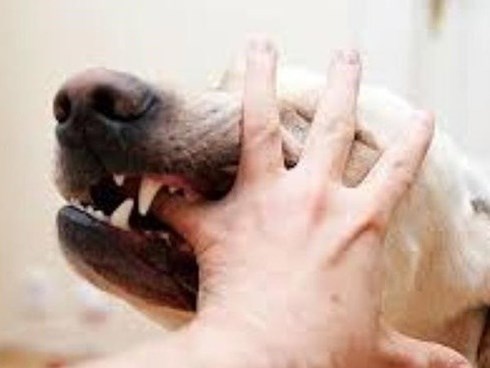 Bị chó cắn, nam sinh chế tạo thiết bị đuổi chó cực kỳ hiệu quả