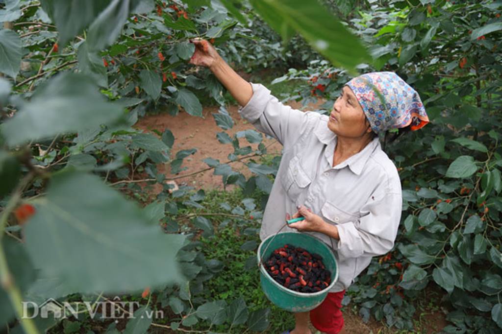 Tất bật hái dâu, nông dân kiếm chục triệu 1 tháng-2