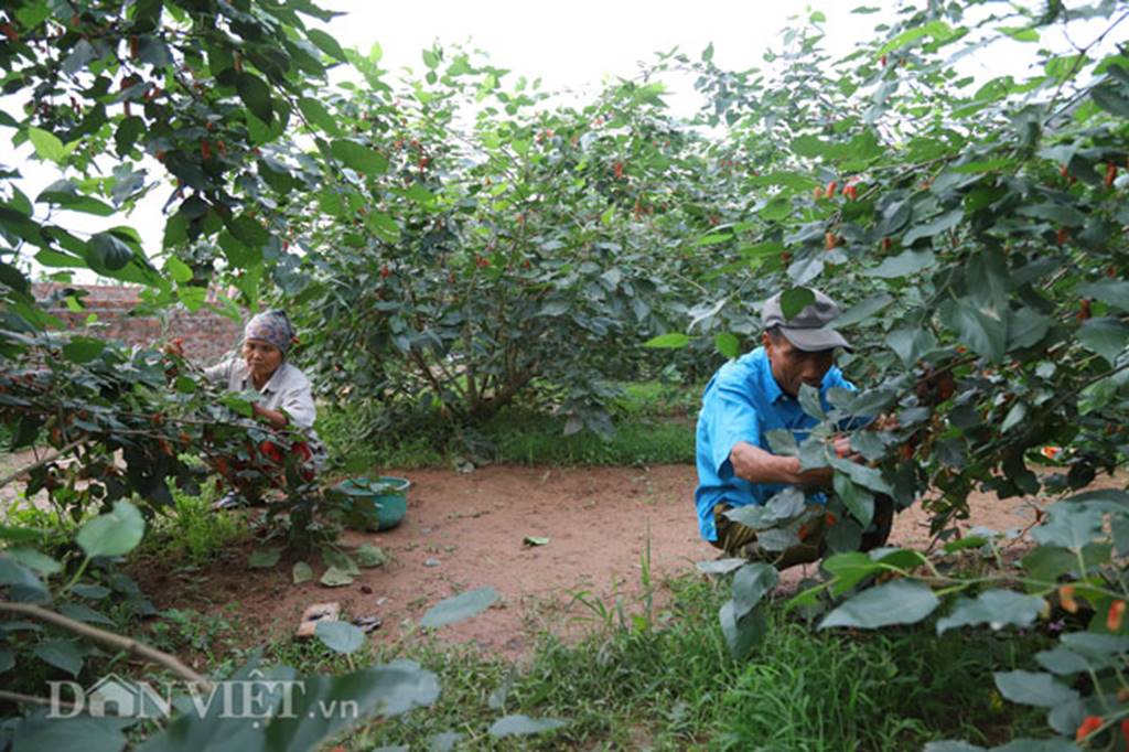 Tất bật hái dâu, nông dân kiếm chục triệu 1 tháng-4