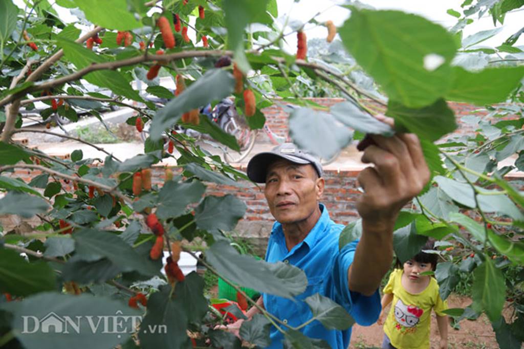 Tất bật hái dâu, nông dân kiếm chục triệu 1 tháng-5