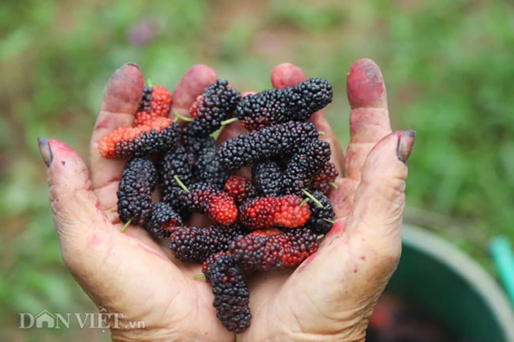 Tất bật hái dâu, nông dân kiếm chục triệu 1 tháng-6