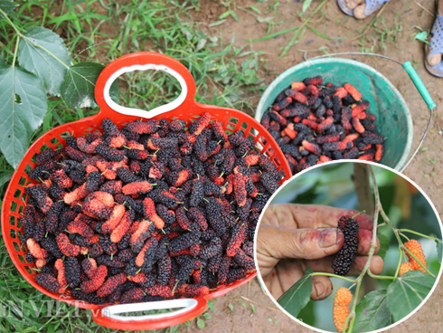 Nỗi cực chạy thóc của người nông dân những ngày mưa nắng thất thường: Chậm chân cái là cả sân thóc ngập trong nước-4