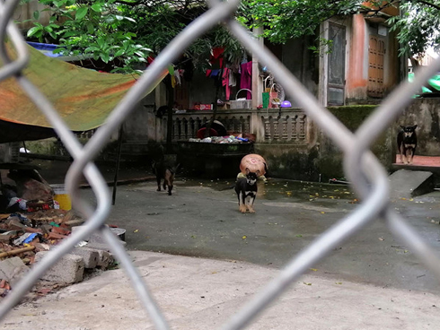 Bé trai 4 tuổi ở Hà Tĩnh bị chó béc giê nhà lao vào cắn xé-2