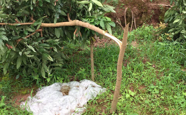 Vườn nhãn gần trăm gốc trước trụ sở UBND xã bị kẻ gian chặt phá trong đêm-1