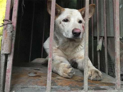 Sơn La: Thêm một bé trai 11 tuổi bị chó dại cắn, sau 3 tháng điều trị đã tử vong-2