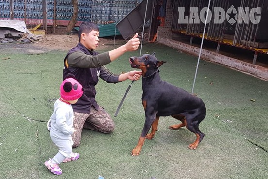 Từ vụ đàn chó cắn chết bé trai: Con chó không có tội, lỗi là ở chủ-2