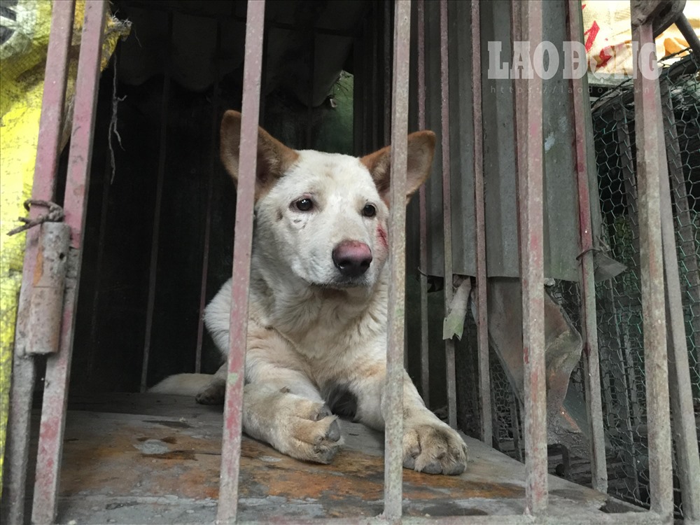 Từ vụ đàn chó cắn chết bé trai: Con chó không có tội, lỗi là ở chủ-1