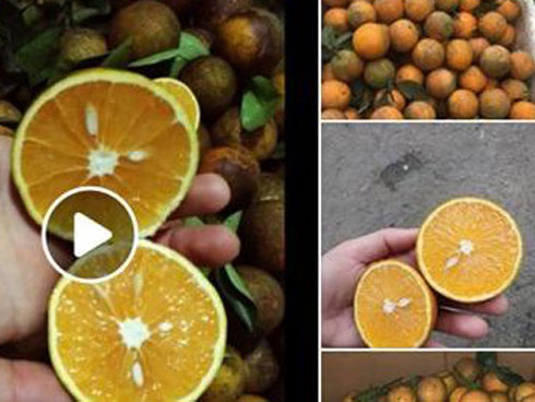 Khu dân cư đại gia: Mấy trăm triệu mua 2 tấn cá phóng sinh xuống hồ-7