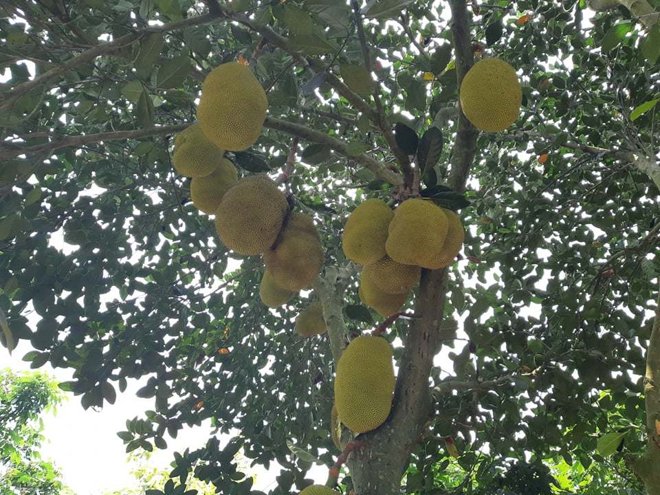 Bán 1 quả mít bỏ túi tiền triệu, miền Bắc cháy giống mít Thái-1