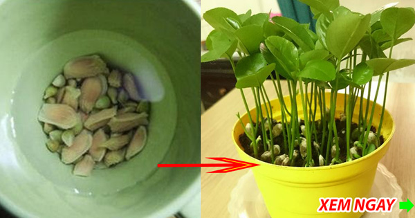 Ăn những loại quả này tuyệt đối đừng vứt hạt đi, làm theo cách này bạn sẽ vô cùng sửng sốt-1