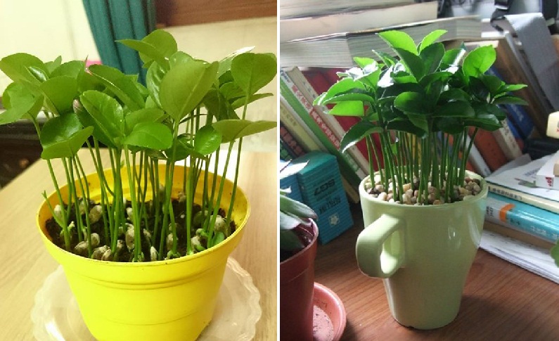 Ăn những loại quả này tuyệt đối đừng vứt hạt đi, làm theo cách này bạn sẽ vô cùng sửng sốt-3