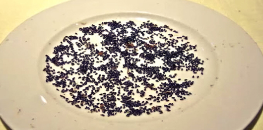 Ăn những loại quả này tuyệt đối đừng vứt hạt đi, làm theo cách này bạn sẽ vô cùng sửng sốt-4