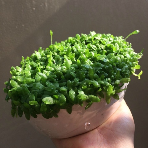 Ăn những loại quả này tuyệt đối đừng vứt hạt đi, làm theo cách này bạn sẽ vô cùng sửng sốt-5