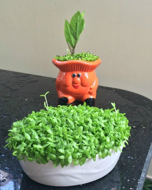 Ăn những loại quả này tuyệt đối đừng vứt hạt đi, làm theo cách này bạn sẽ vô cùng sửng sốt-6